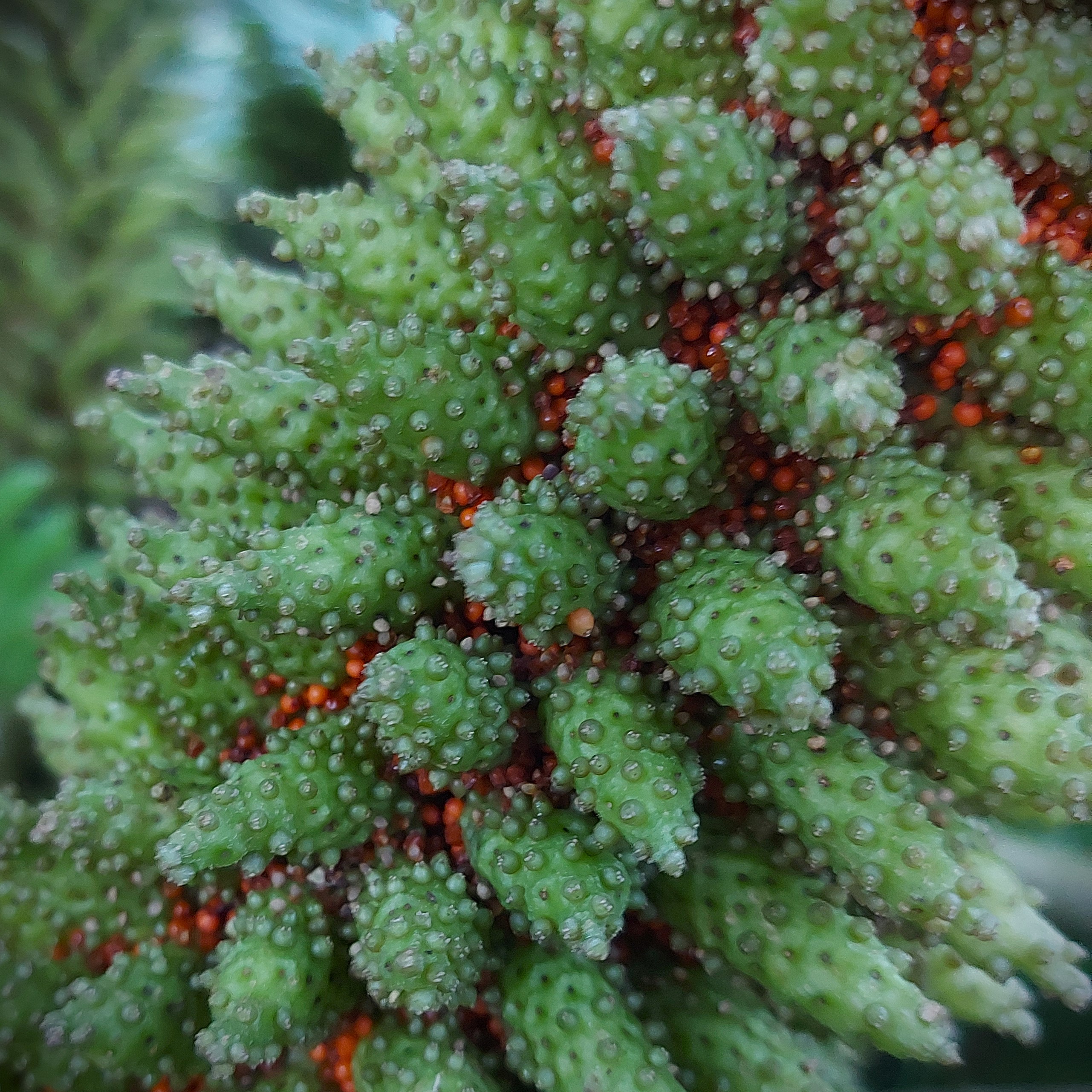 Kolven, aren, bloemen