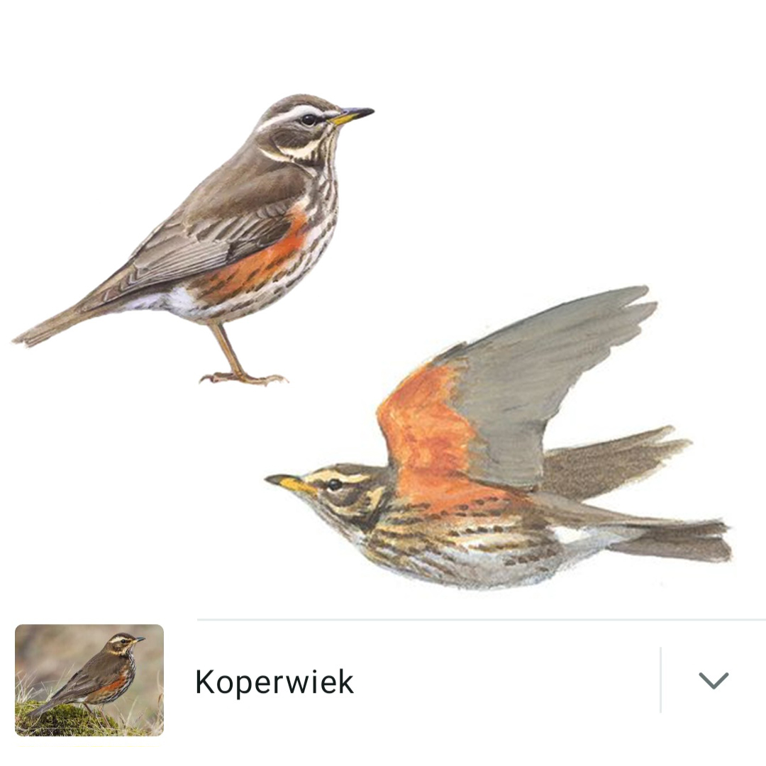 Koperwiek