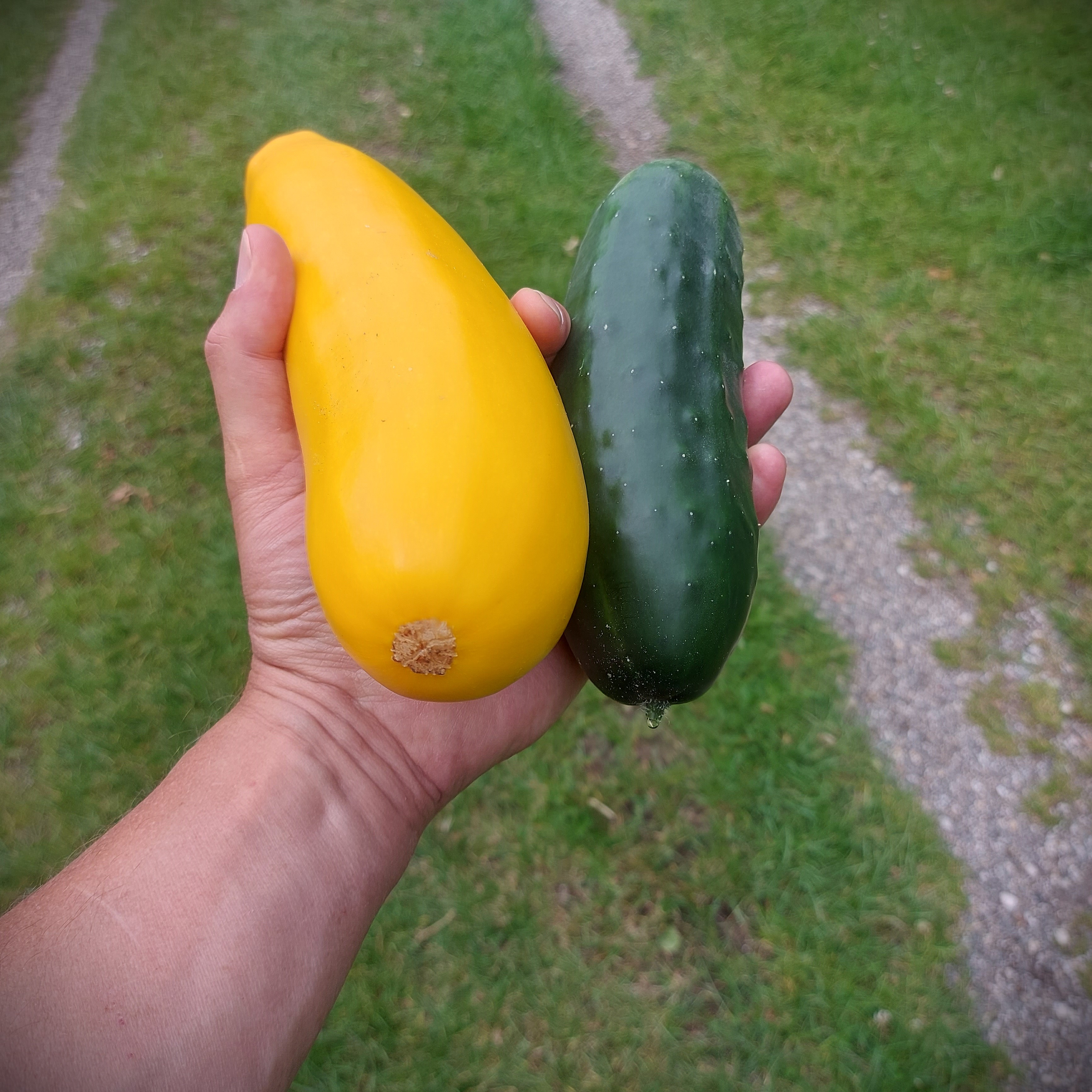 Courgine, of aubergette