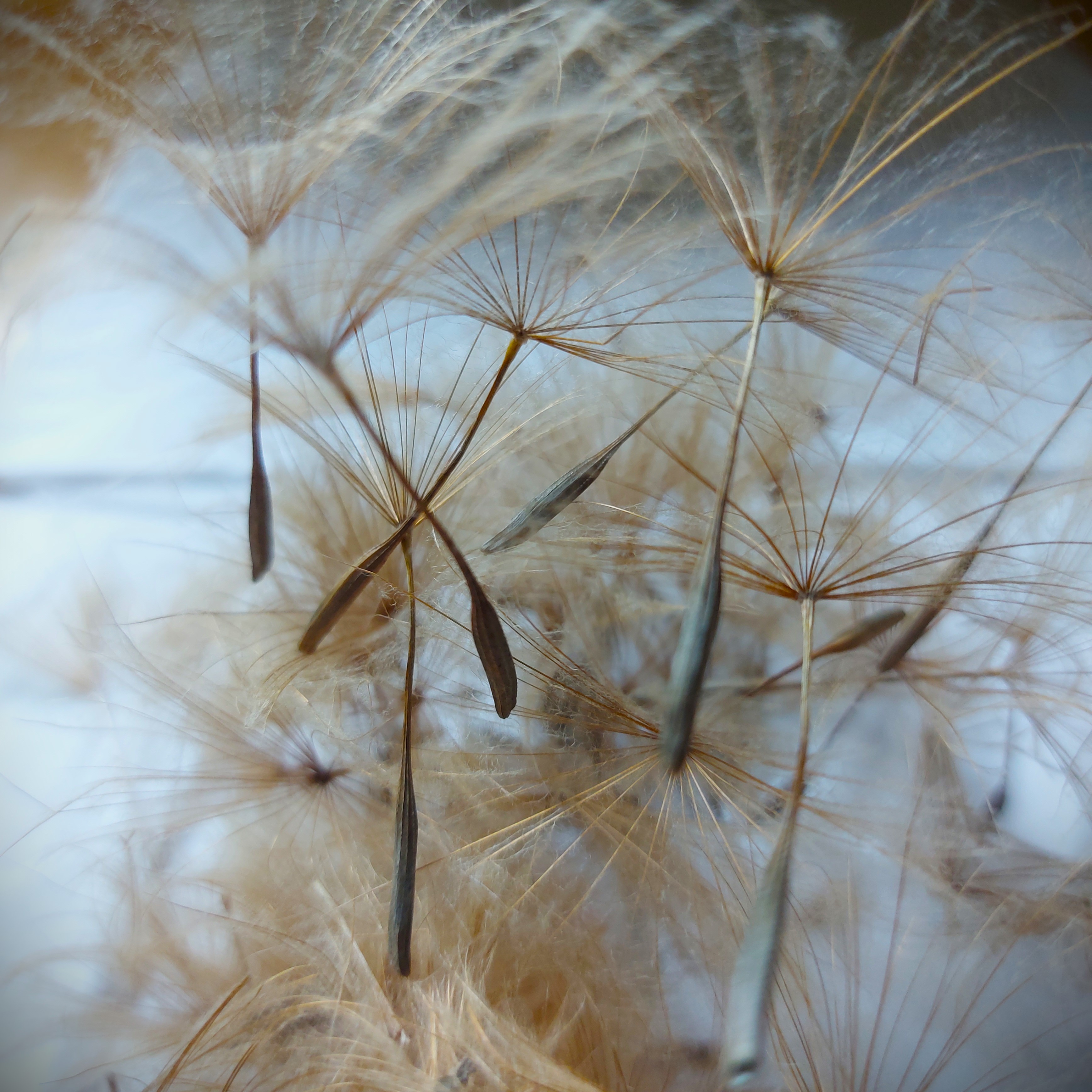 Pluis