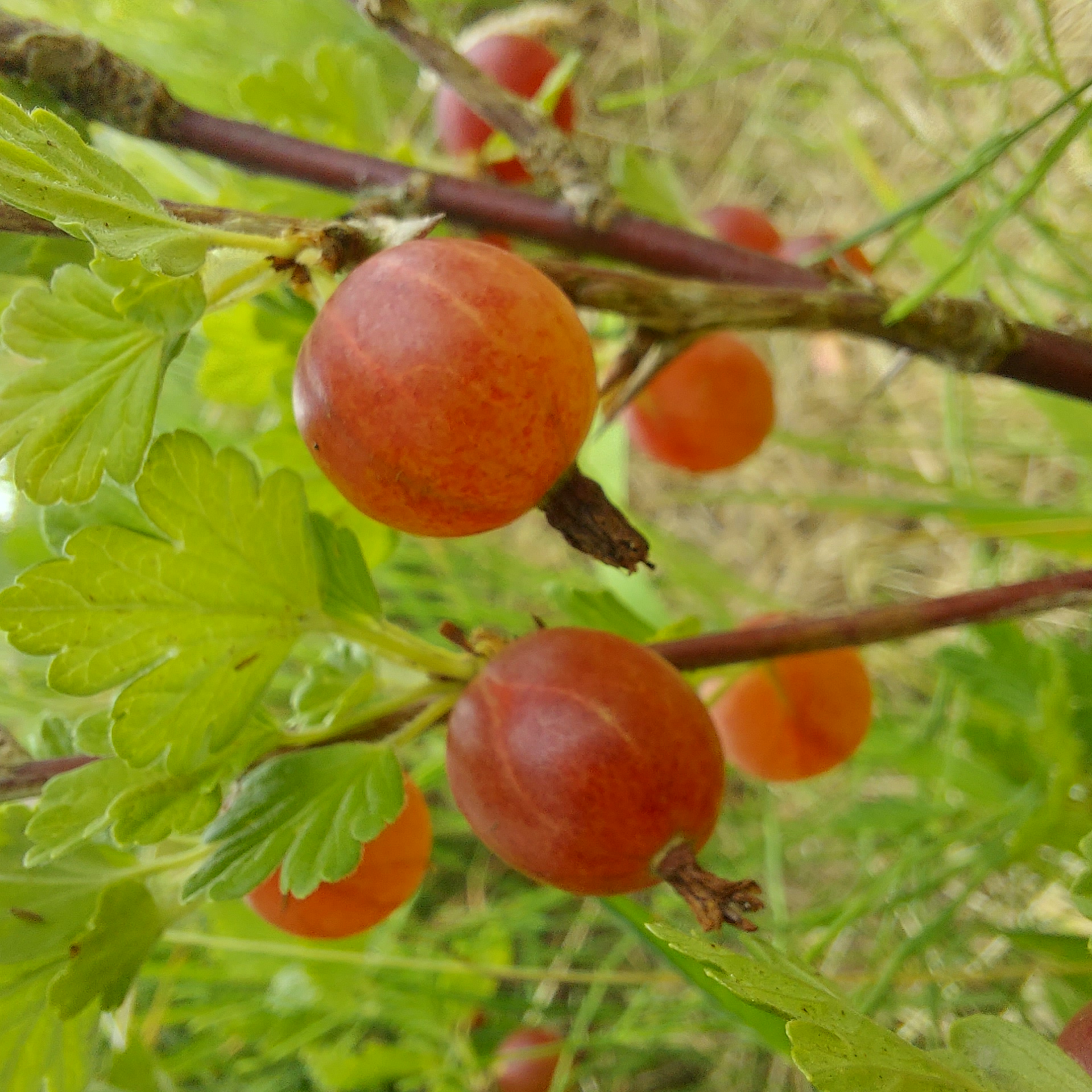 Jam