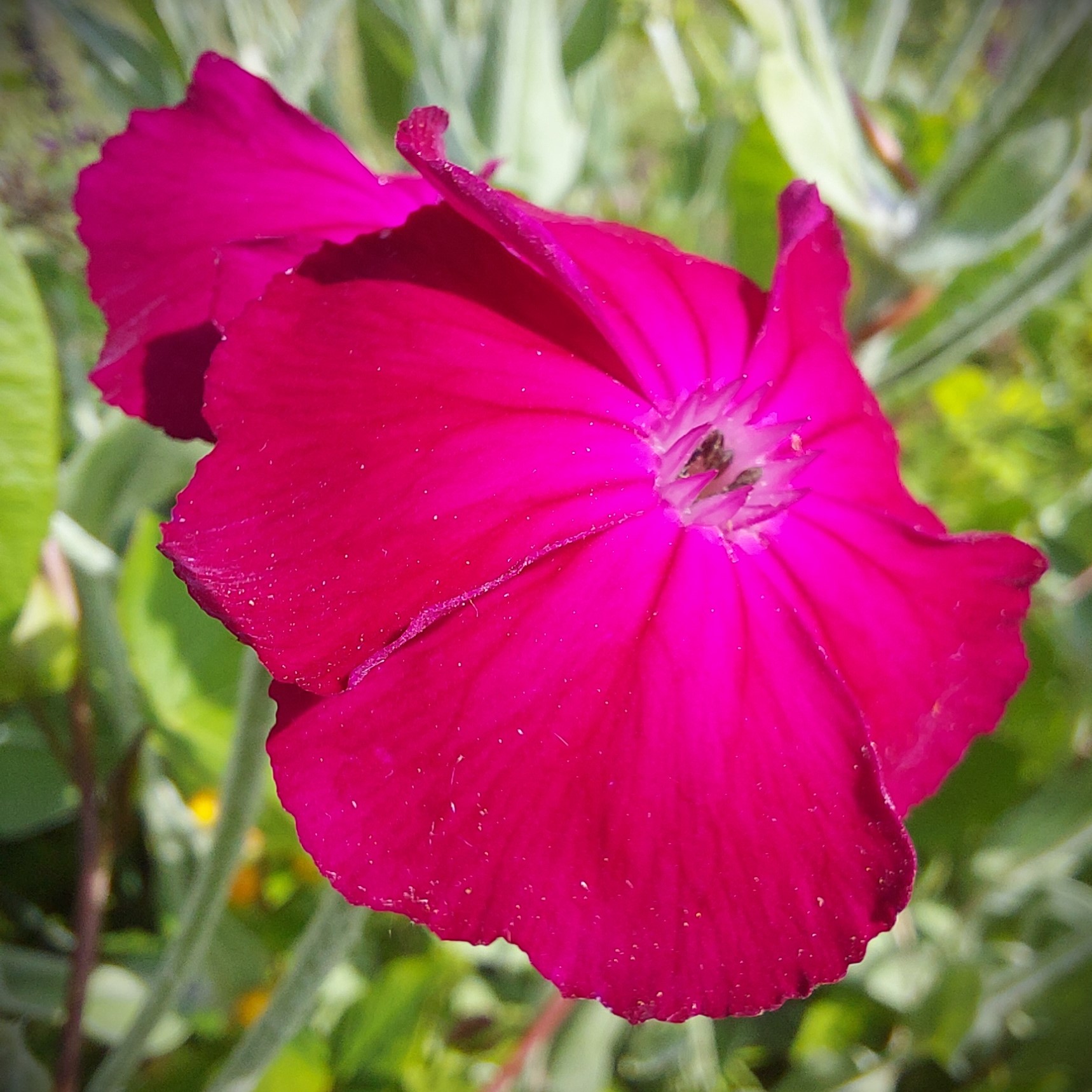 Pink queen