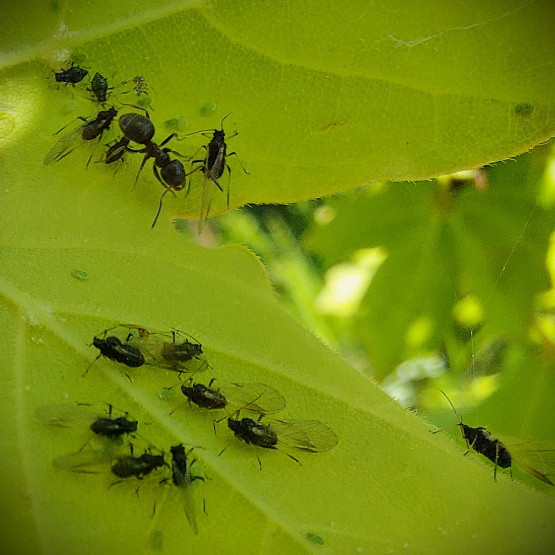 De veelgeprezen natuur