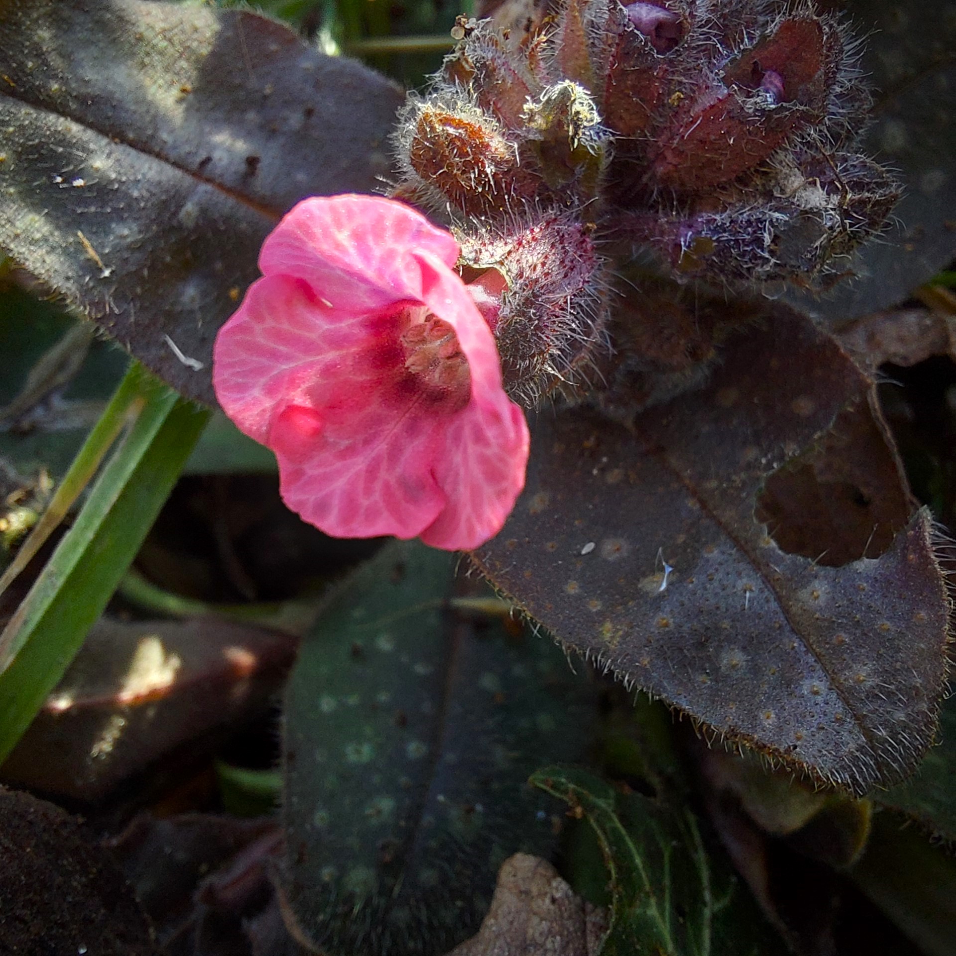 Lente in februari