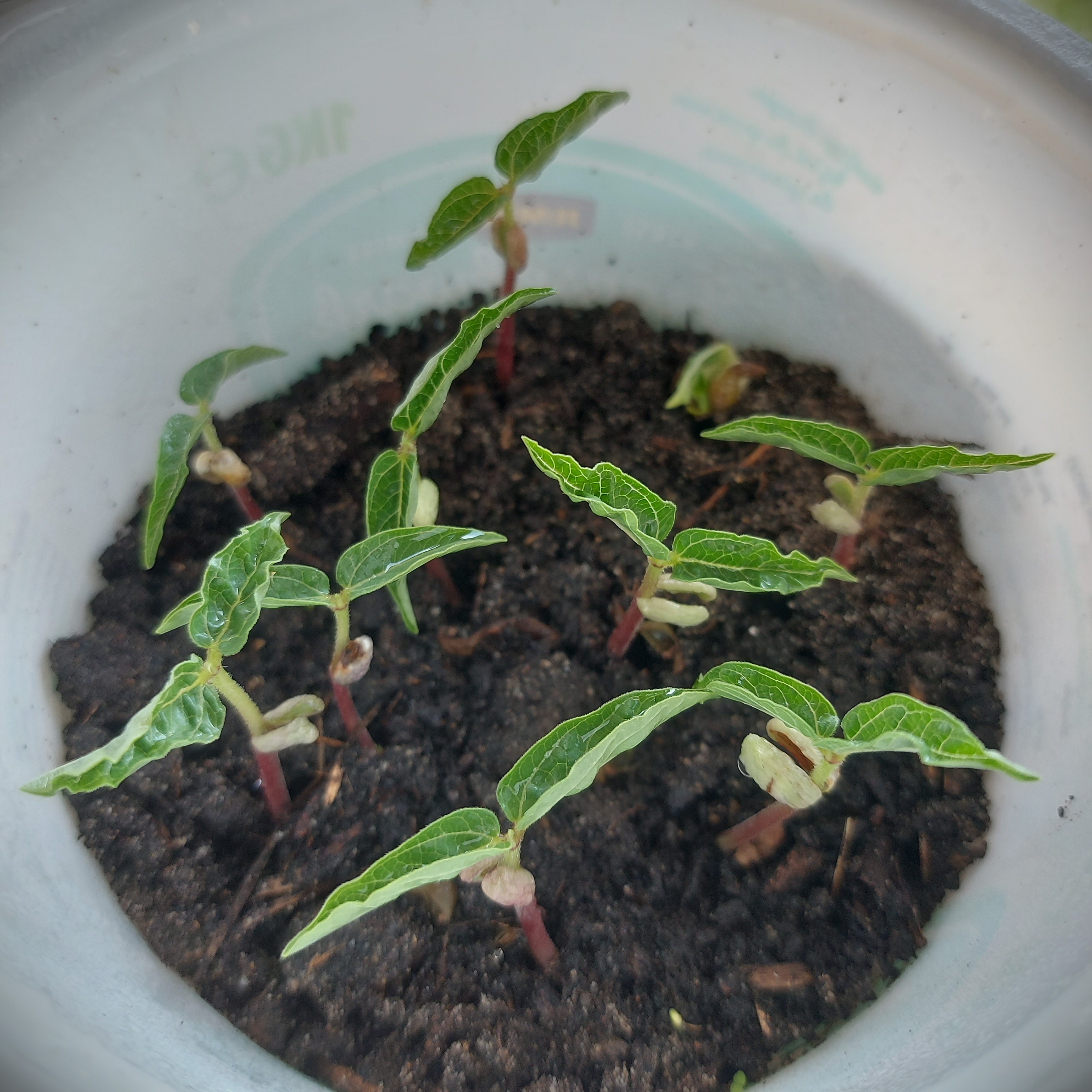 Plantage