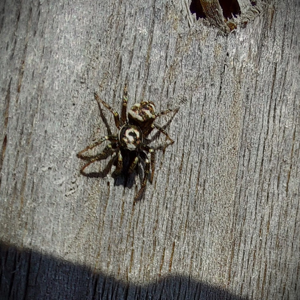 Huiszebraspin