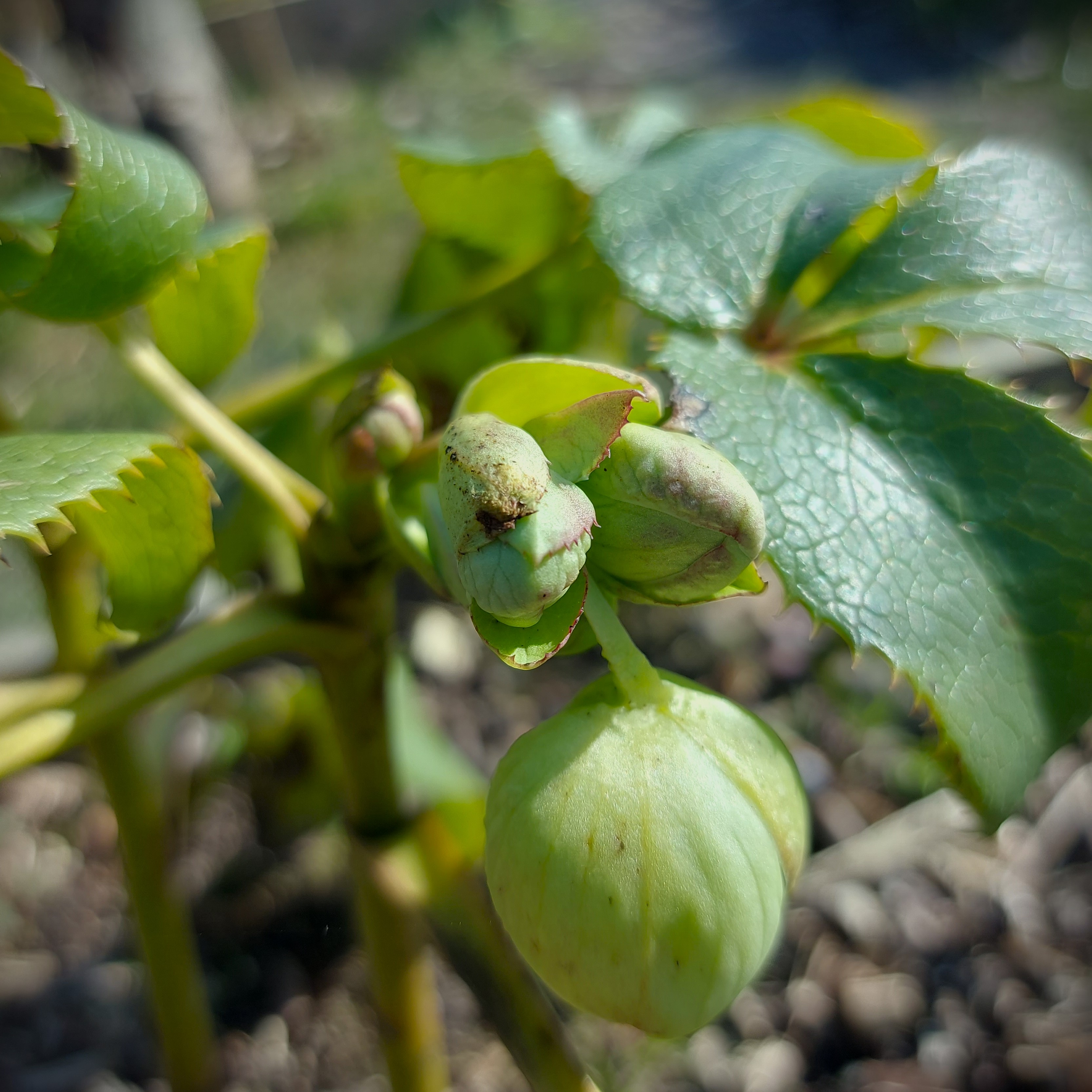 Groene bloemen