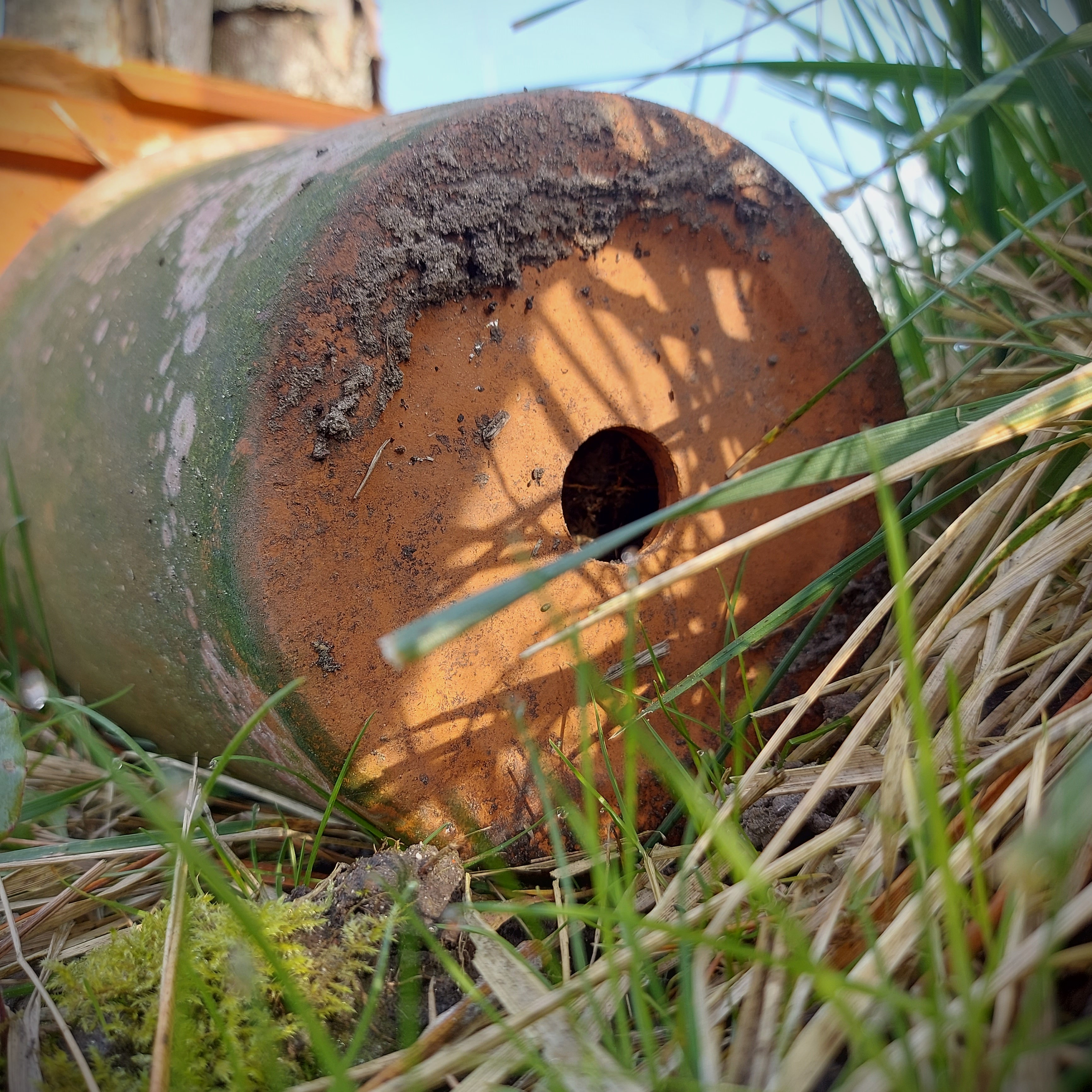 Home sweet hommel